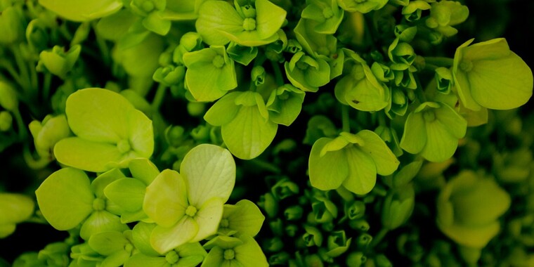 Join the Green Captures Photo Contest and win HP Portable Printer ...